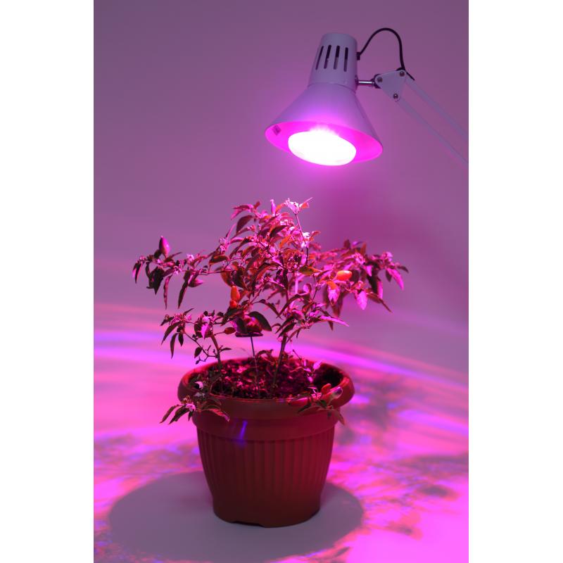 Фитошам жарықдиодты өсімдіктерге арналған Эра 16 Вт E27саңырауқұлақ қызыл-көк спектрі қызғылт жарық