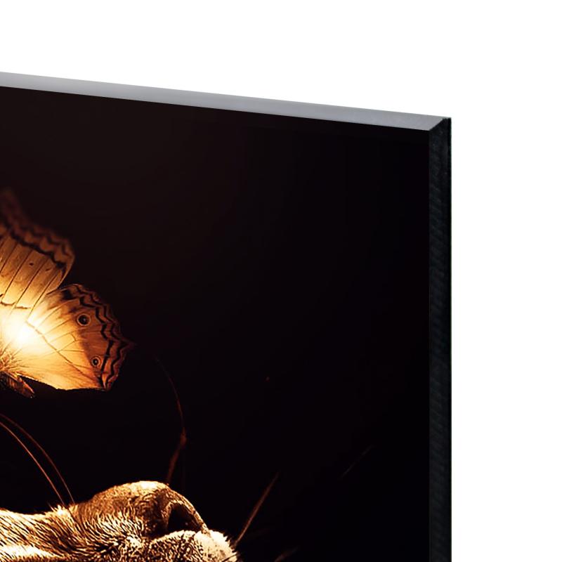 Картина на стекле Кот с бабочкой 40x40 см