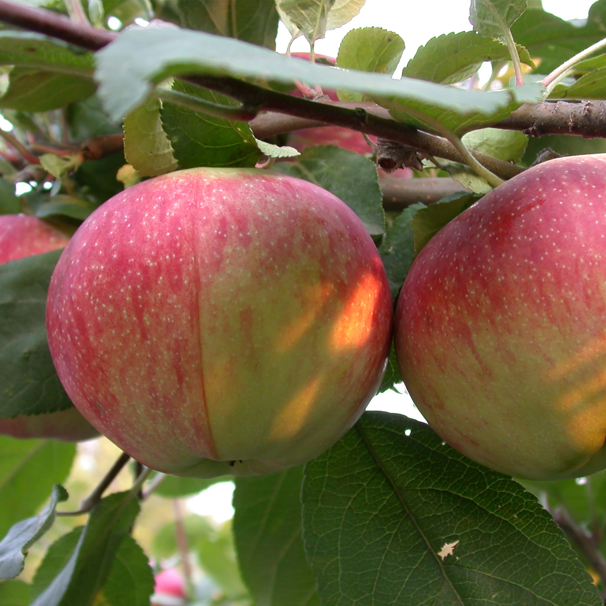 Лучшие осенние сорта. Яблоня персиянка. Орлик (сорт яблони). Белорусская сладкая яблоня. Осенние сорта яблок.