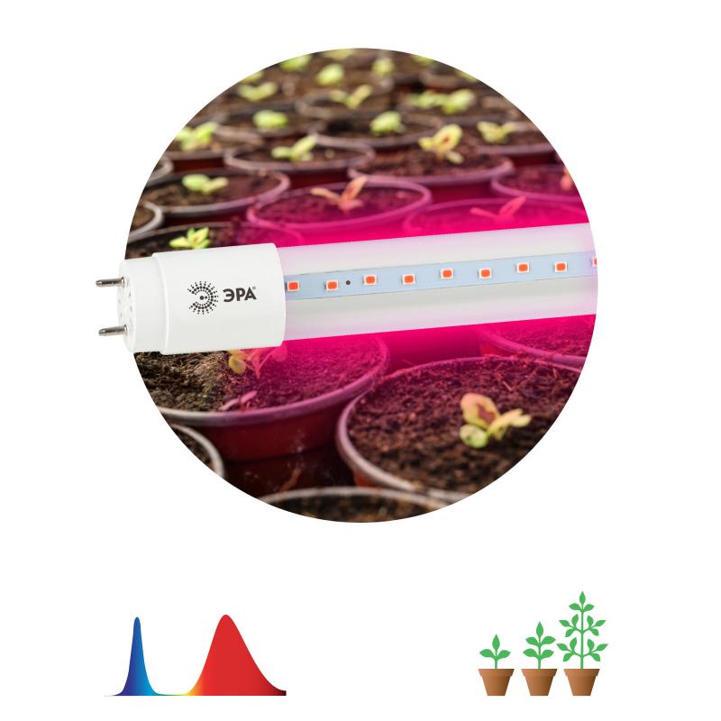 Фитолампа светодиодная линейная для растений Эра Fito Т8 G13 18 В 220 Вт 640 Лм красно-синий спектр розовый свет