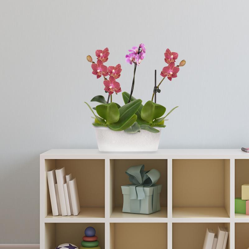 Жәшік орхидеяға арналған Idea 40x18.5x15 см v11.5 л пластик мөлдір