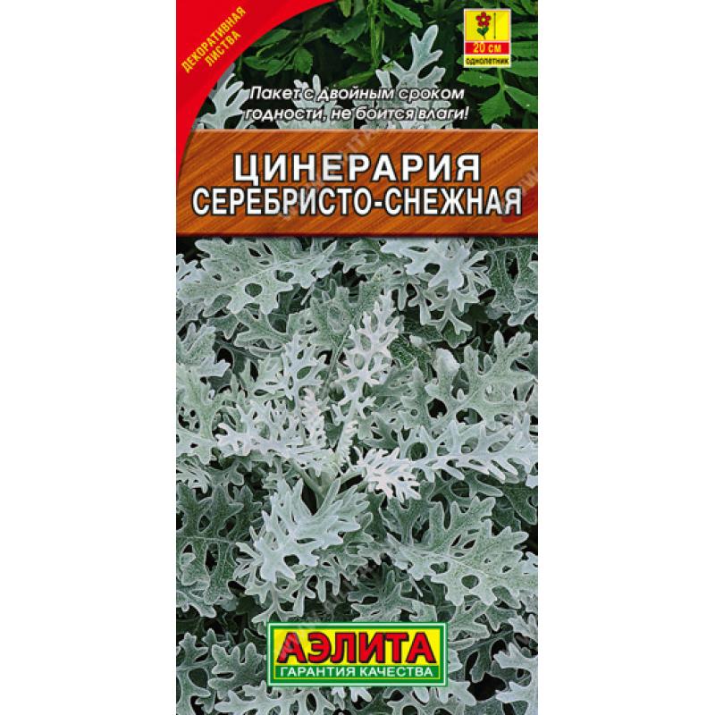 Цинерария Приморская cineraria maritima