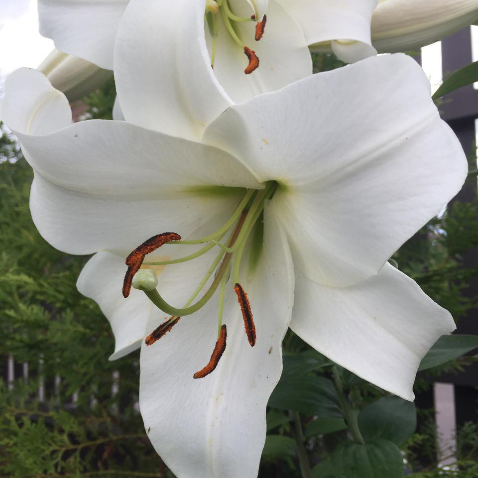 Сорта белых лилий. Лилия Форевер цветок. Лилия фореве от-гибрид. Лилия Форевер белая.