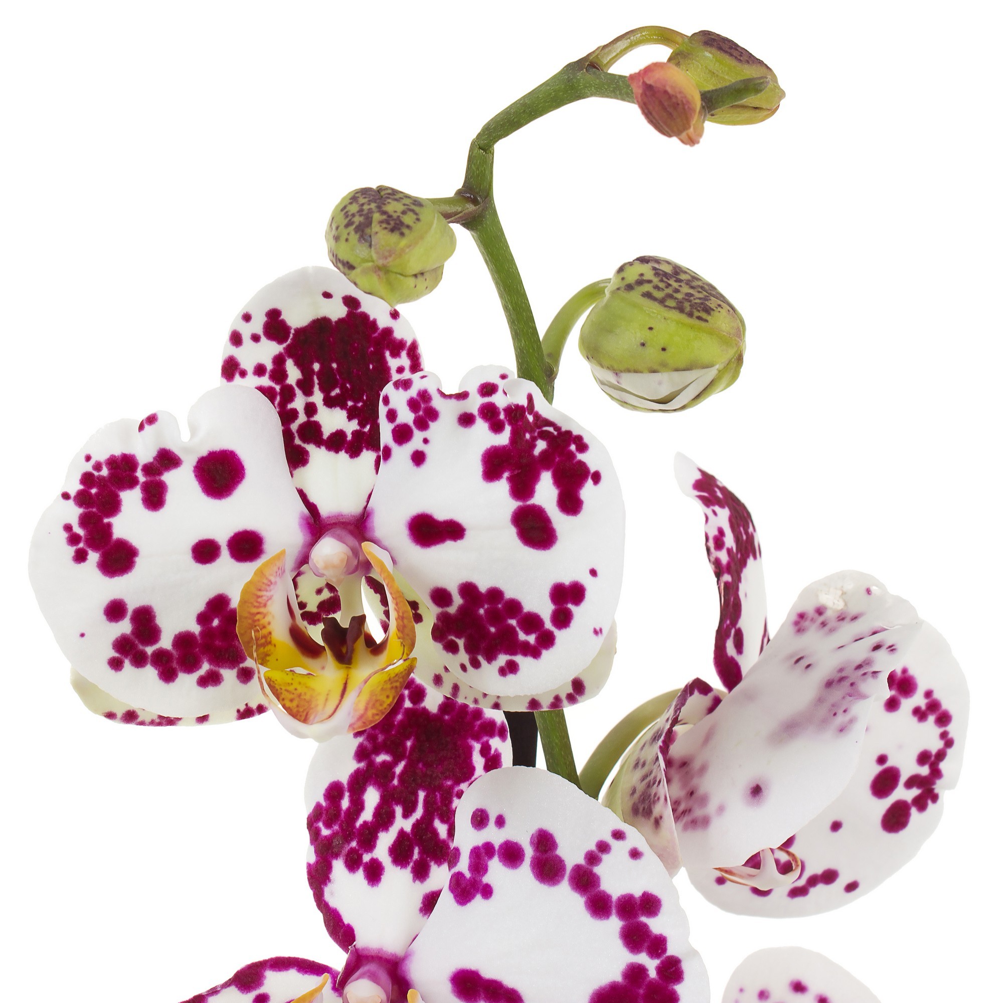 Купить орхидею в ставрополе. Фаленопсис Леруа Мерлен. Тигровые орхидеи фаленопсис.