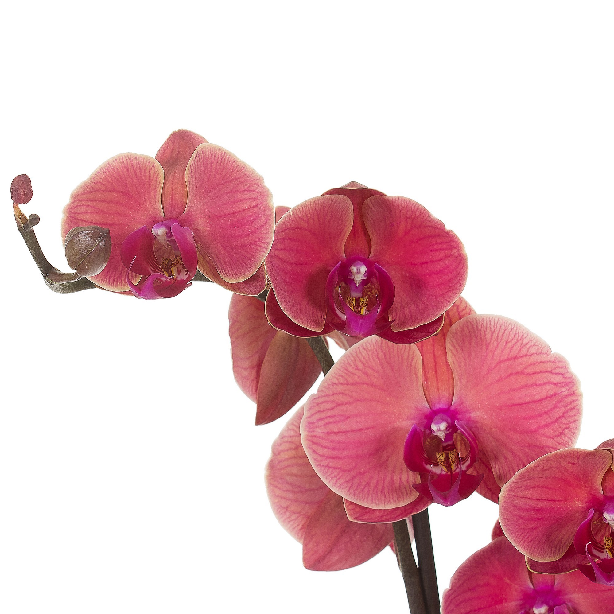 Купить орхидею в ставрополе. Орхидея фаленопсис Кармен. Орхидея фаленопсис 2 ствола. Фаленопсис Merlin.